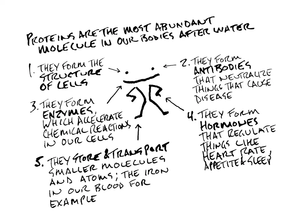 protein functions